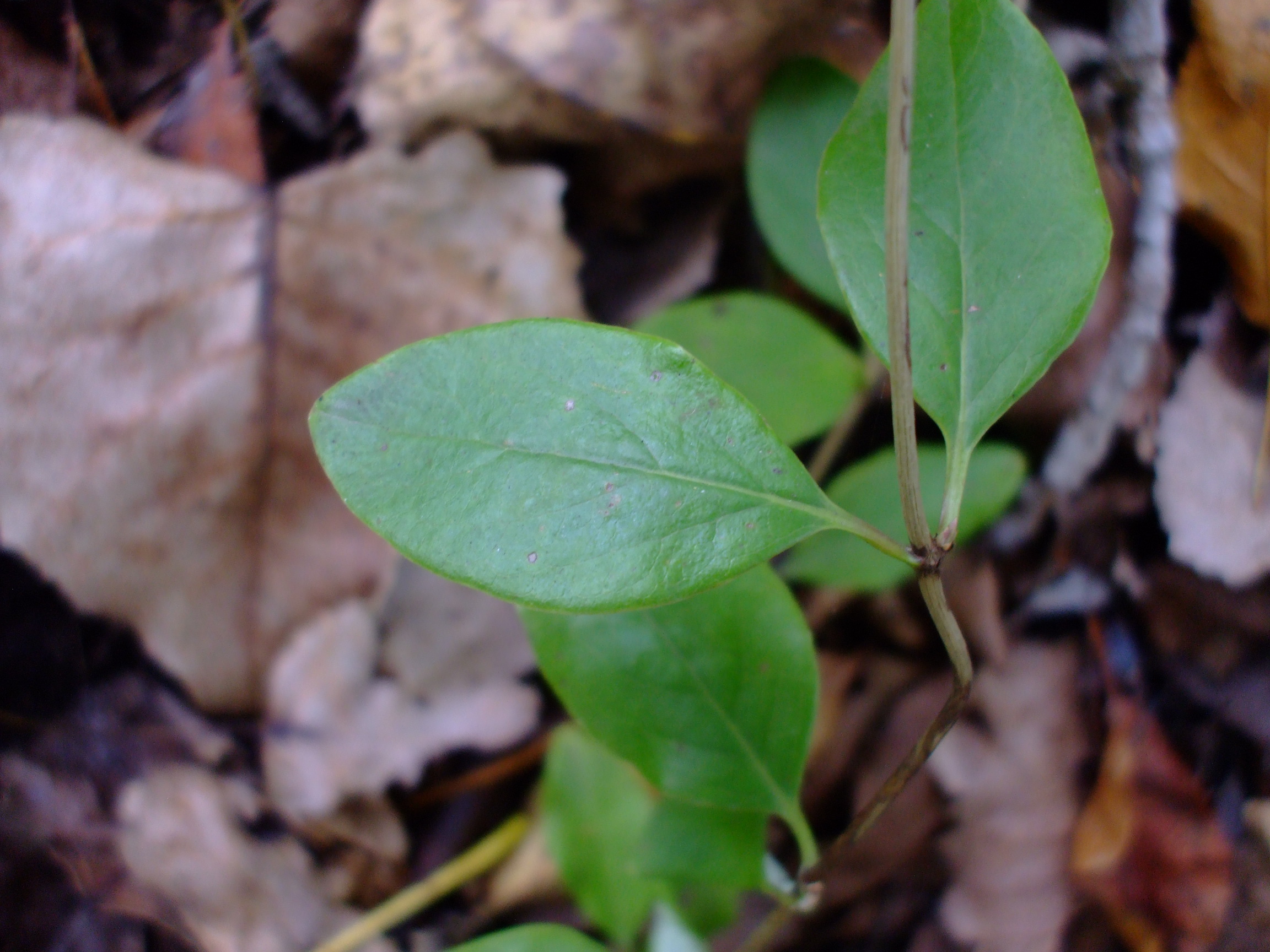 Lonicera sempervirens